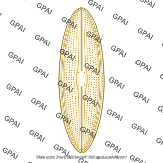 Diatom shell