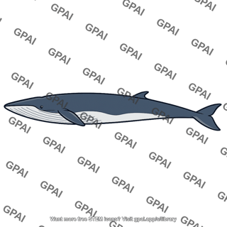 Balaenopterid whale