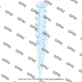 Siphonophore