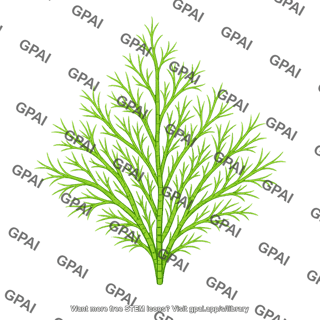 Green alga filamentous