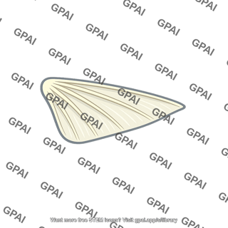 Pelvic fin
