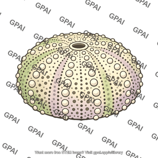 Sea urchin test