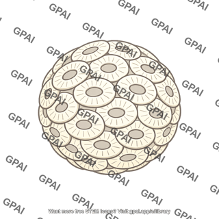 Coccolithophoridae