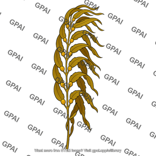 Giant kelp