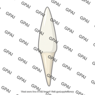 Dolphin tooth pointed
