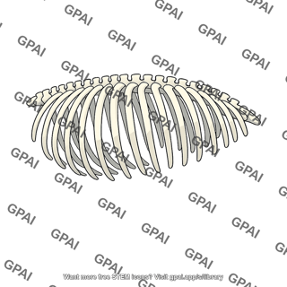 Cetacean rib cage
