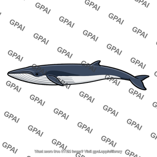 Rorqual whale