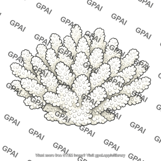 Pocillopora verrucosa coral bleached