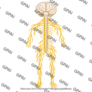 Nervous system