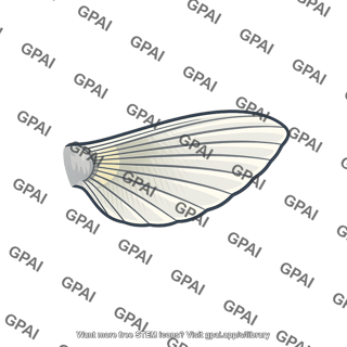 Pectoral fin