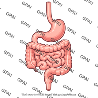 Digestive tract