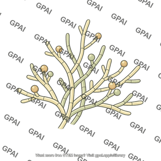 Fungus filamentous microscopic