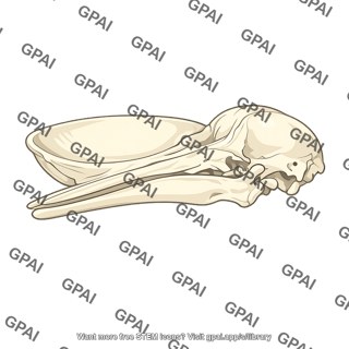 Whale skull bowl shaped