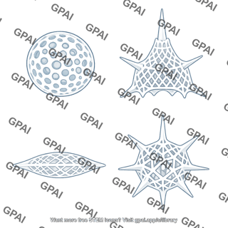 Siliceous plankton skeletons