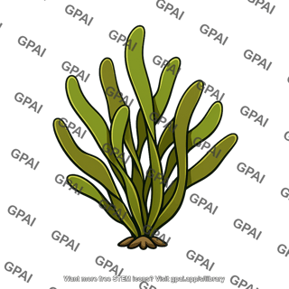 Marine alga seaweed thallus