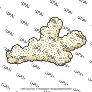 Coral fragment