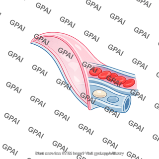 Alveolar membrane