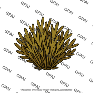 Brown alga bushy tuft