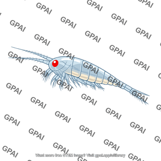 Calanus copepod