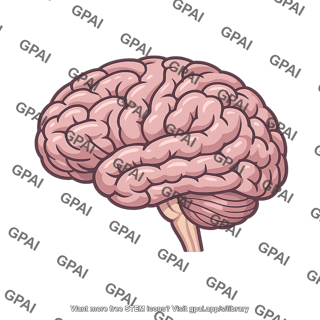 Brain convoluted