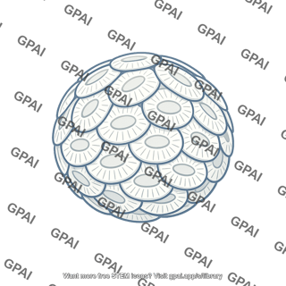 Coccolithophore test