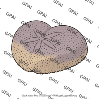 Heart urchin