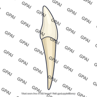 Canine tooth