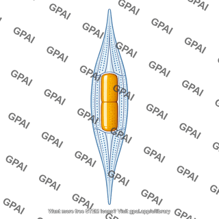 Planktonic diatom