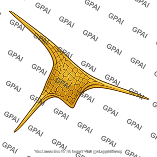 Ceratium reticulatum