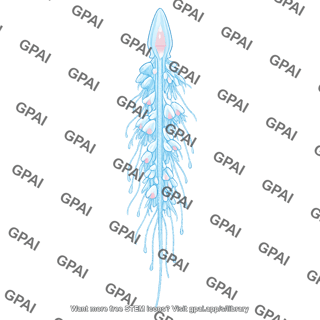 Siphonophora colony