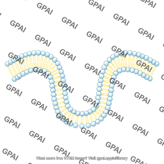 Generic phospholipid brush bilayer large arc 01