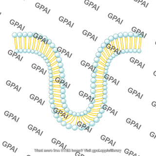 Generic phospholipid brush invaginating 01
