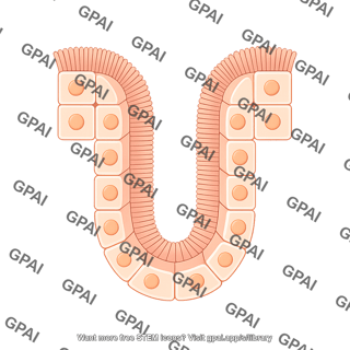 Cuboidal cell brush invaginating