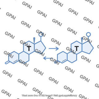 Testosterone 2 pathway 123