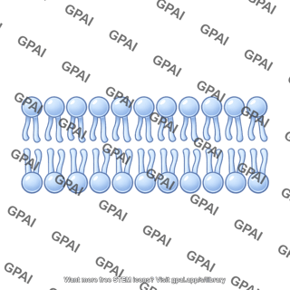 Phospholipid bilayer brush straight 420