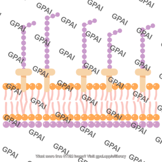 Gram outer membrane for brush 1 176