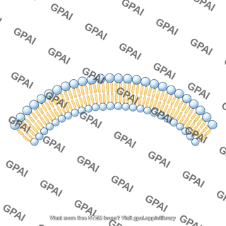 Membrane brush large arc