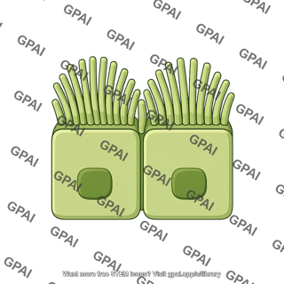 Cholangiocyte brush large preset