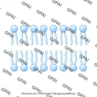 Phospholipid 2 bilayer brush preset 942