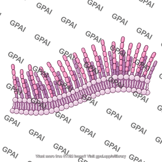 31 bacterial outer membrane brush wavy 531