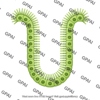 Cholangiocyte brush large crypt