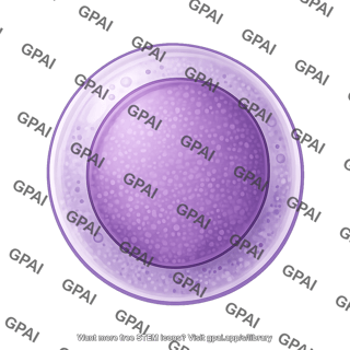 Lymphoblast 2