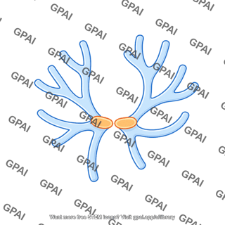 Vascular endothelial growth factor c