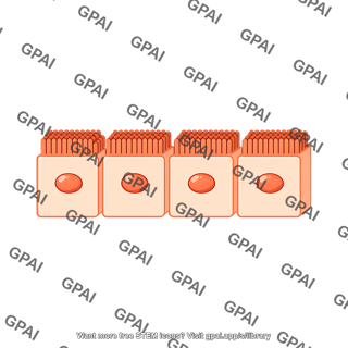 Cuboidal cell brush straight