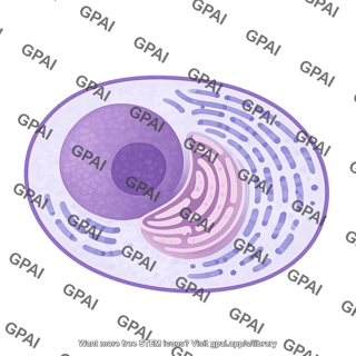 Plasma cell 510
