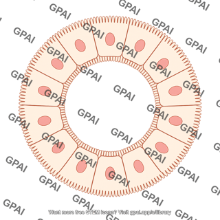 Enterocyte brush no villi circular