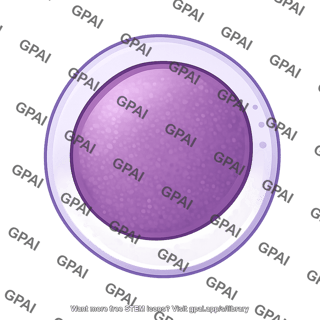 Lymphoblast 1