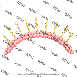 Actin dimer brush filament large arc