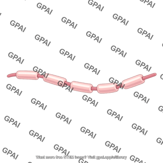 Axon brush myelinated 222