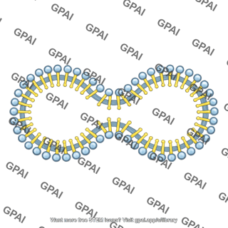 Membrane brush vesicle shape 4